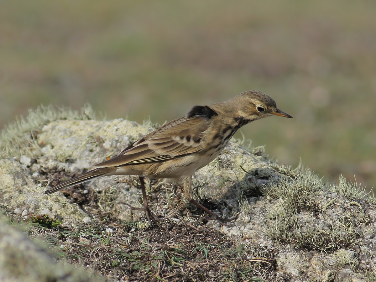 Pipit d'Amérique - ML643754982