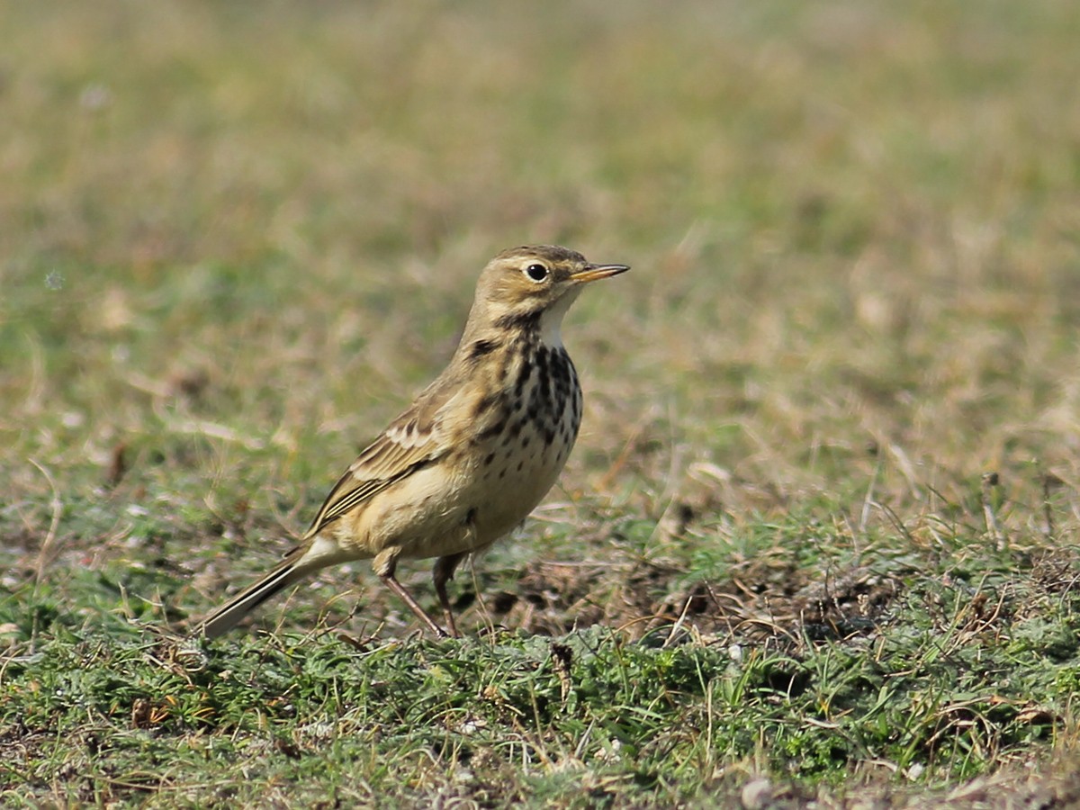 Pipit d'Amérique - ML643754983