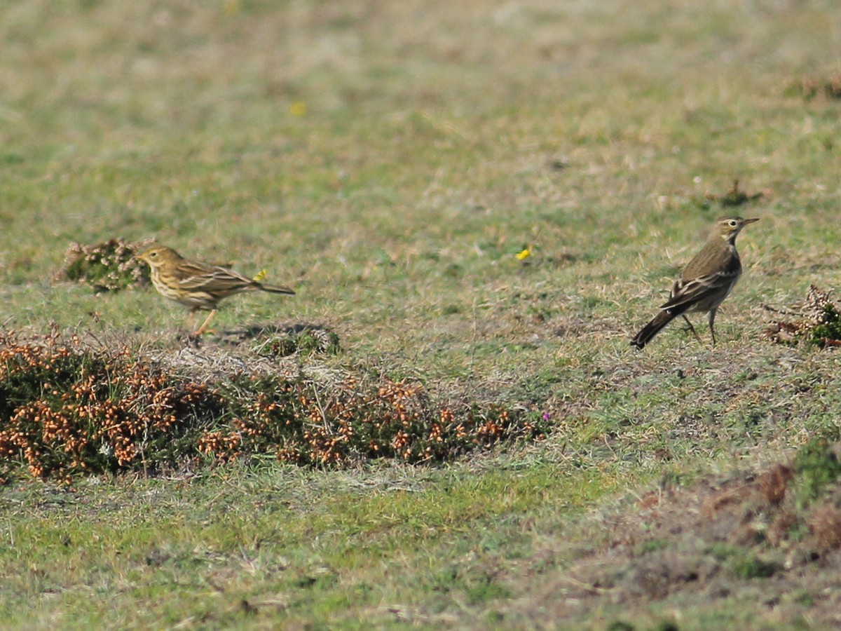 Pipit d'Amérique - ML643754984