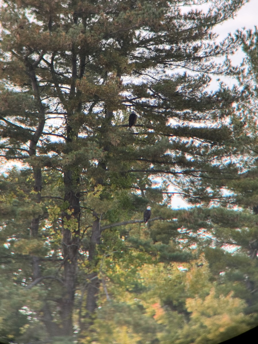 Bald Eagle - ML643754994