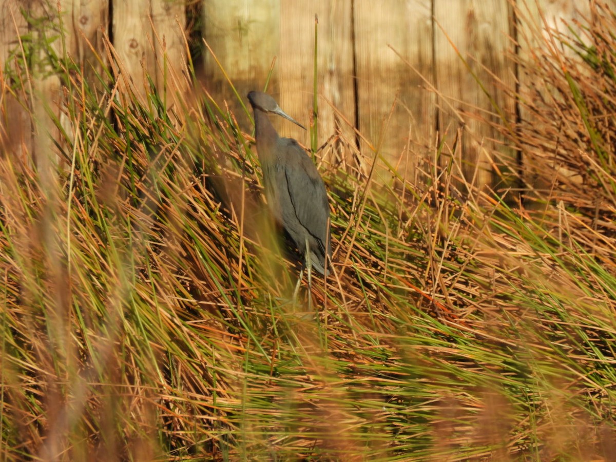 Little Blue Heron - ML643755038