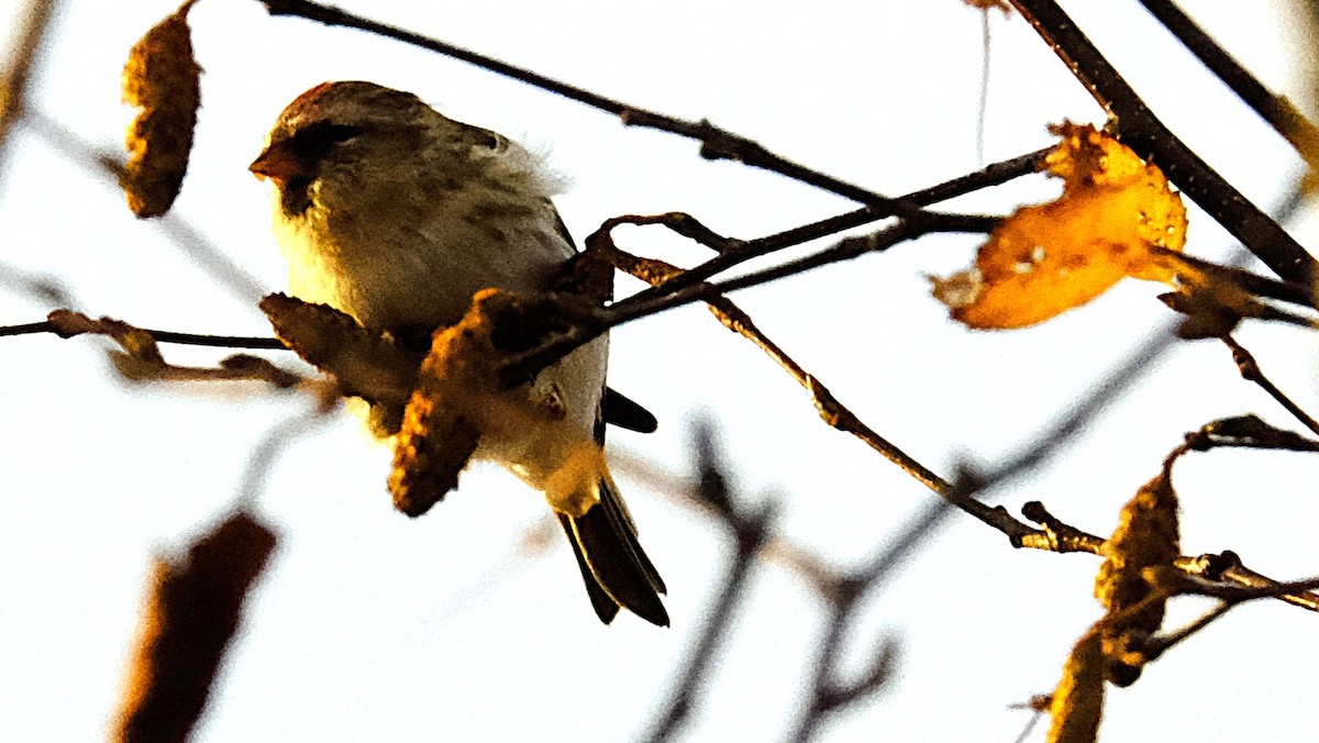 ベニヒワ - ML643755041