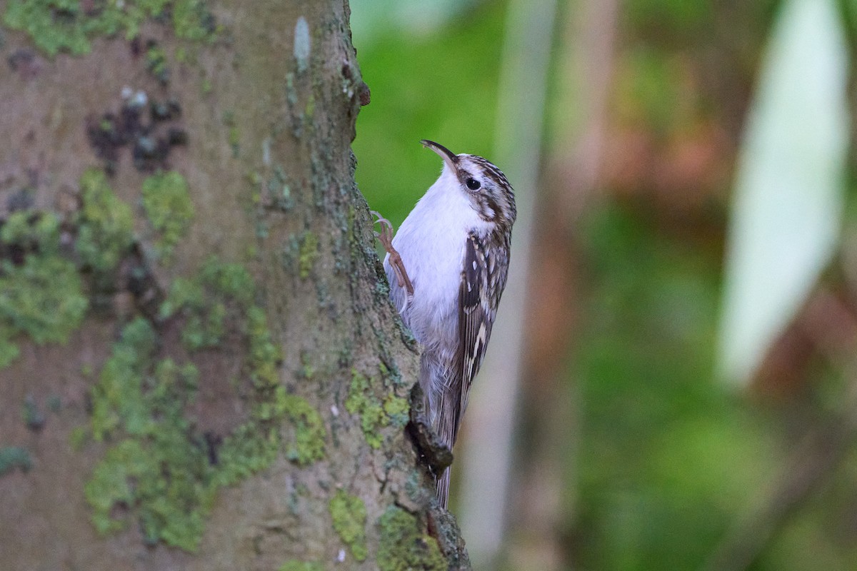 šoupálek dlouhoprstý - ML643755051