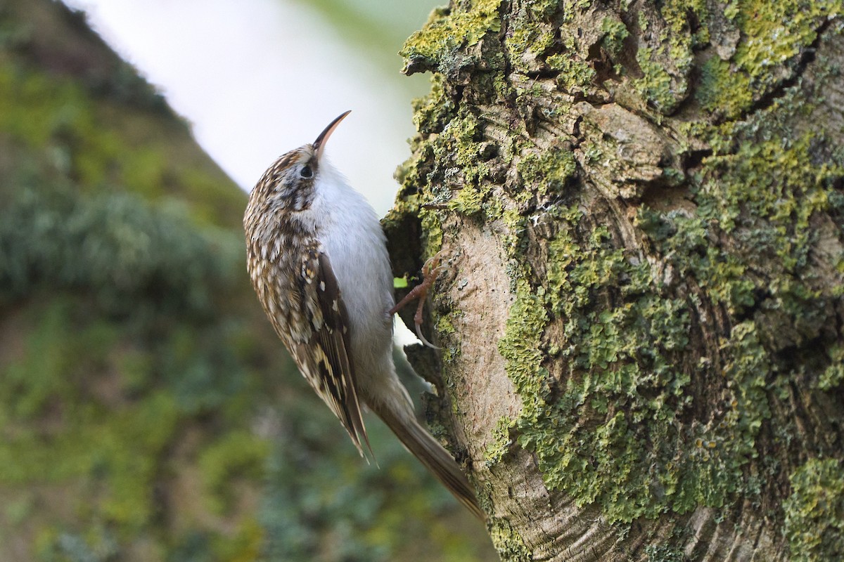 šoupálek dlouhoprstý - ML643755052