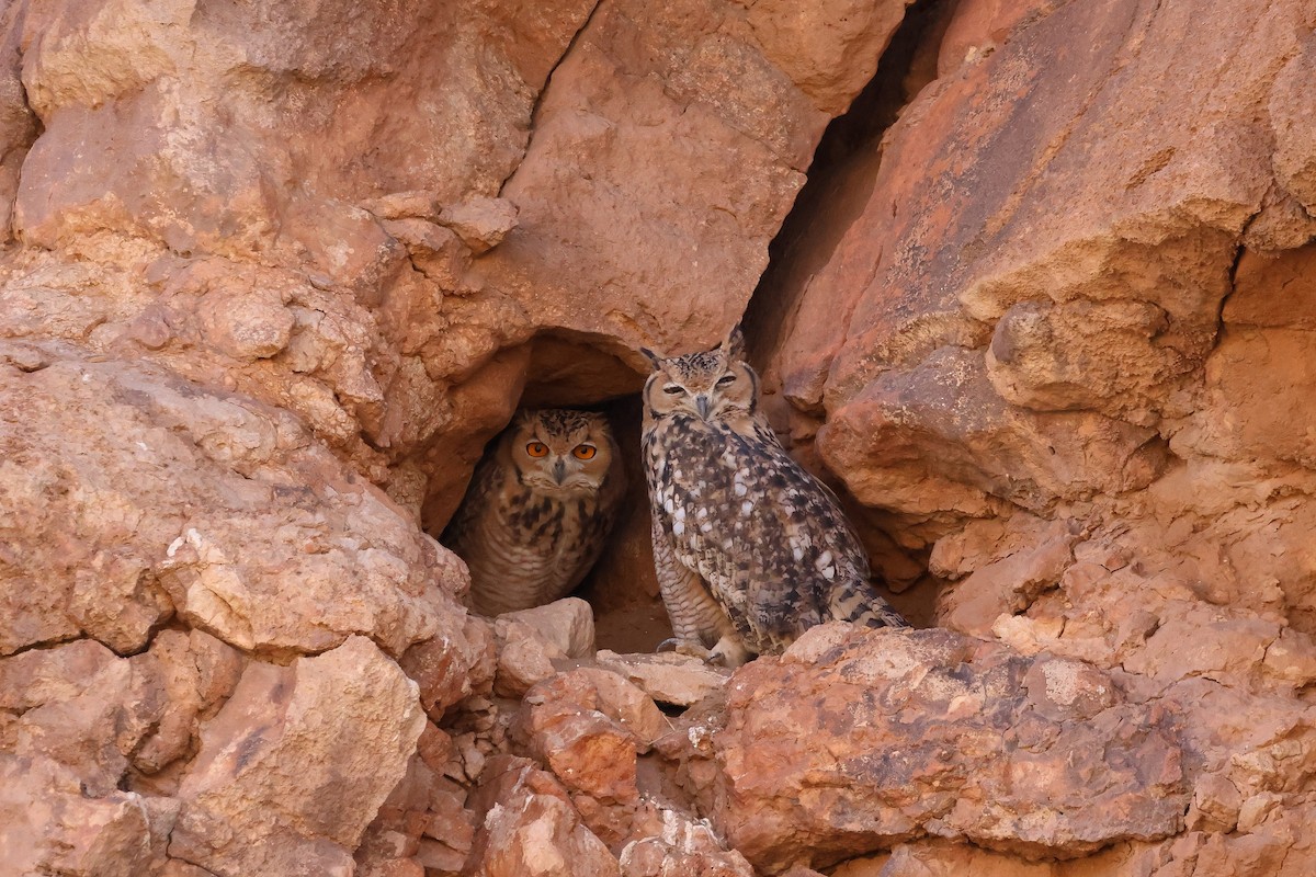 Pharaoh Eagle-Owl - ML643755059