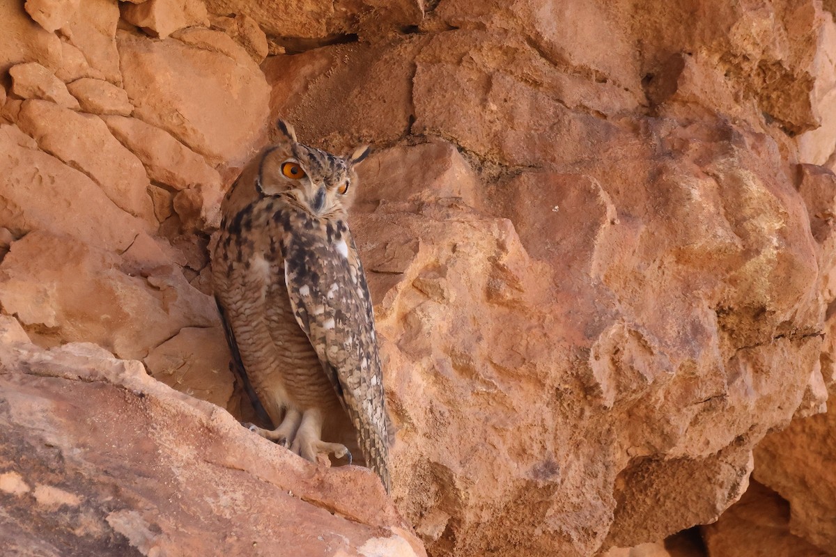 Pharaoh Eagle-Owl - ML643755060