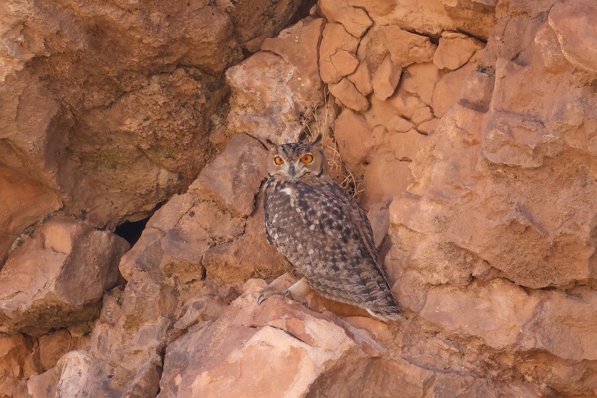 Pharaoh Eagle-Owl - ML643755061