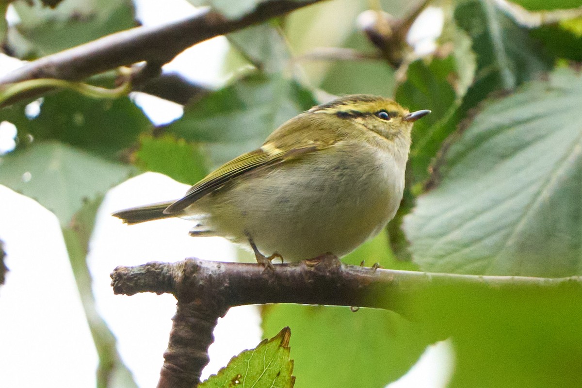 budníček zlatohlavý - ML643755062