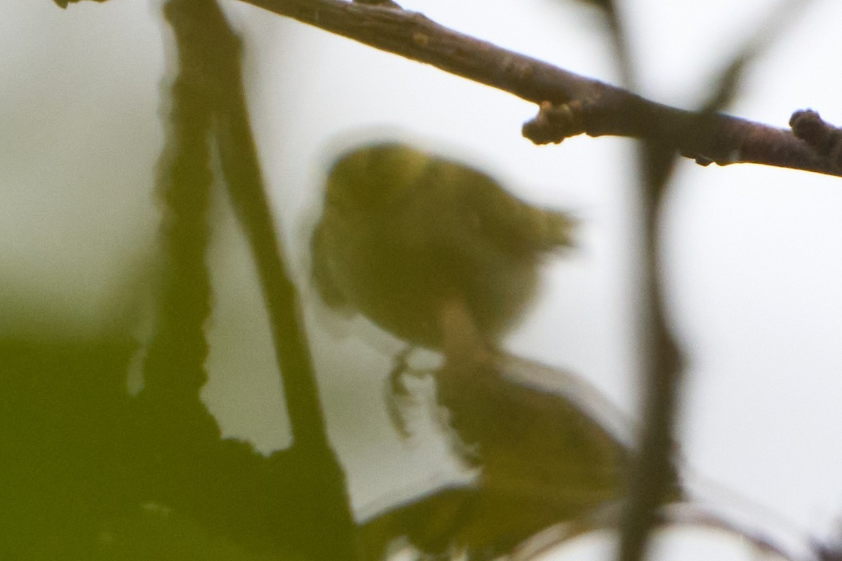 budníček zlatohlavý - ML643755066