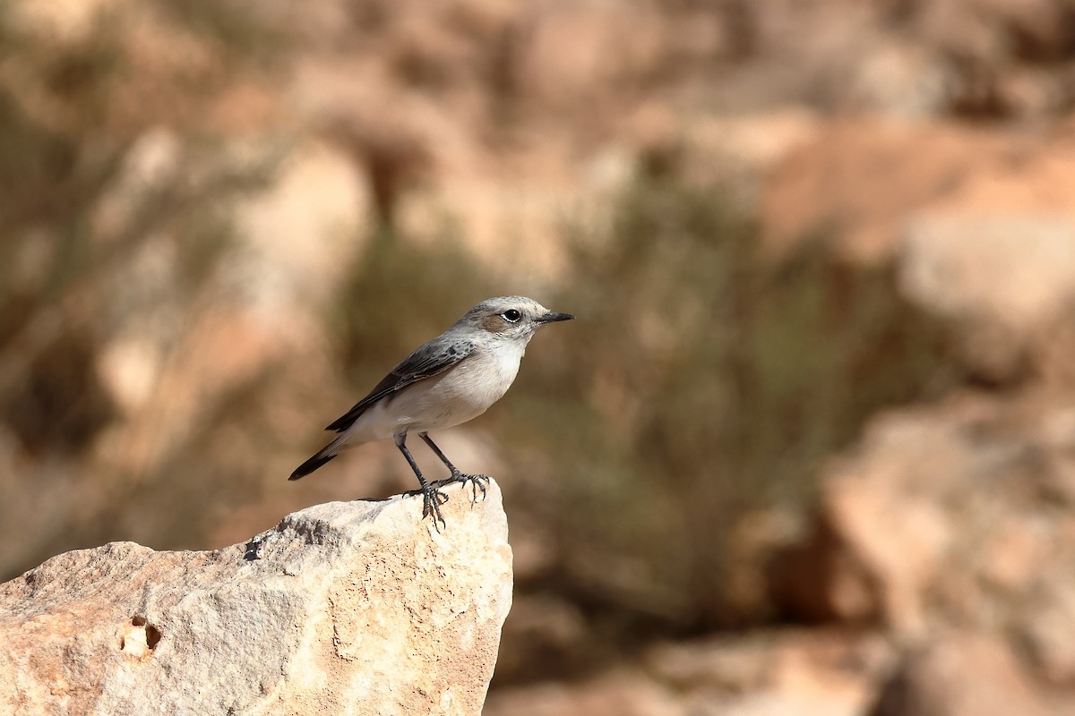 Mourning Wheatear (Maghreb) - ML643755068