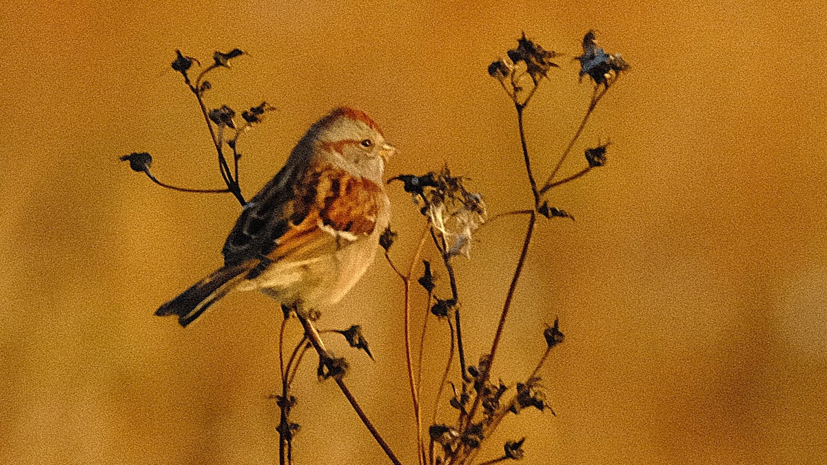 ムナフヒメドリ - ML643755072