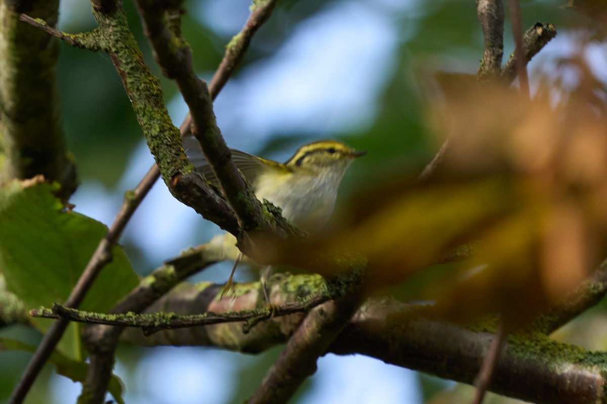 budníček zlatohlavý - ML643755081