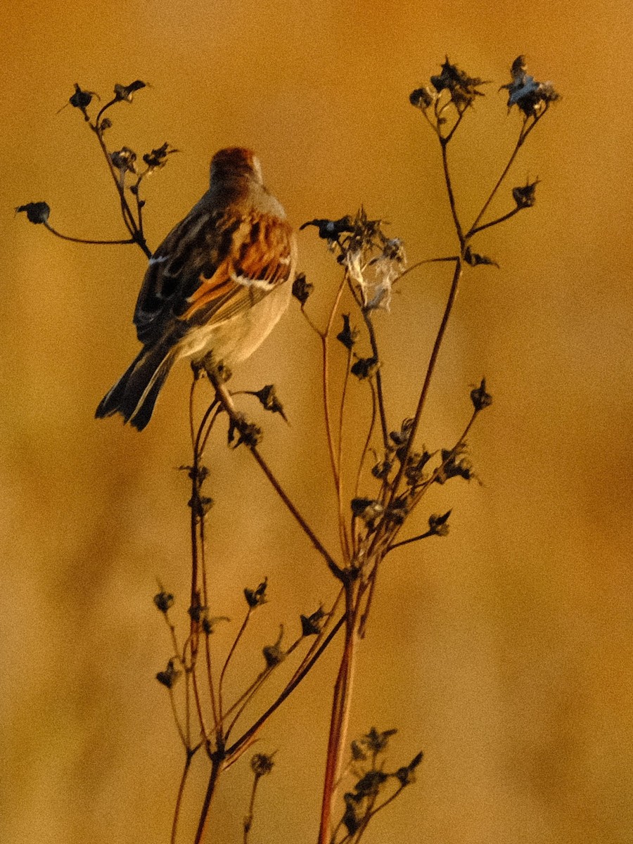 ムナフヒメドリ - ML643755082