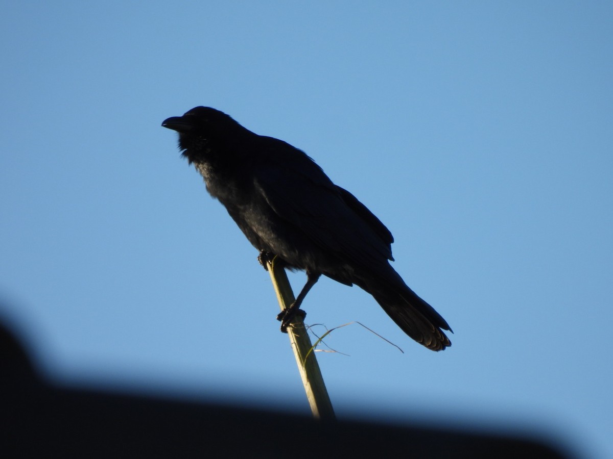 Fish Crow - ML643755092