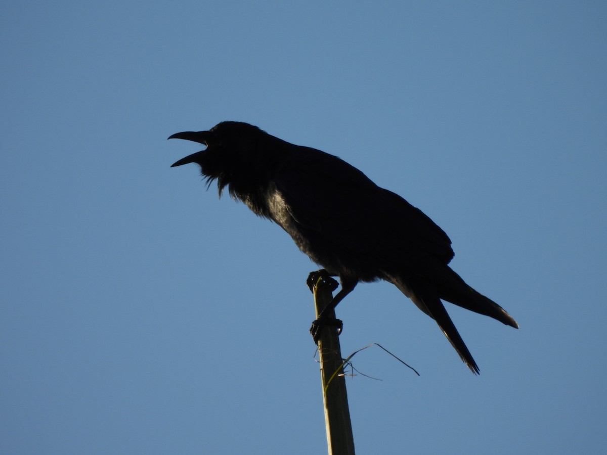 Fish Crow - ML643755093