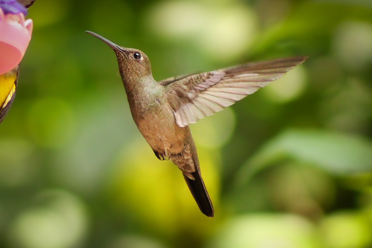 Sombre Hummingbird - ML643755096