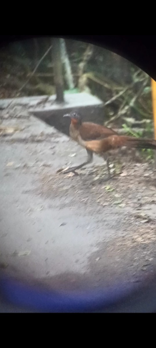 Albert's Lyrebird - ML643755097