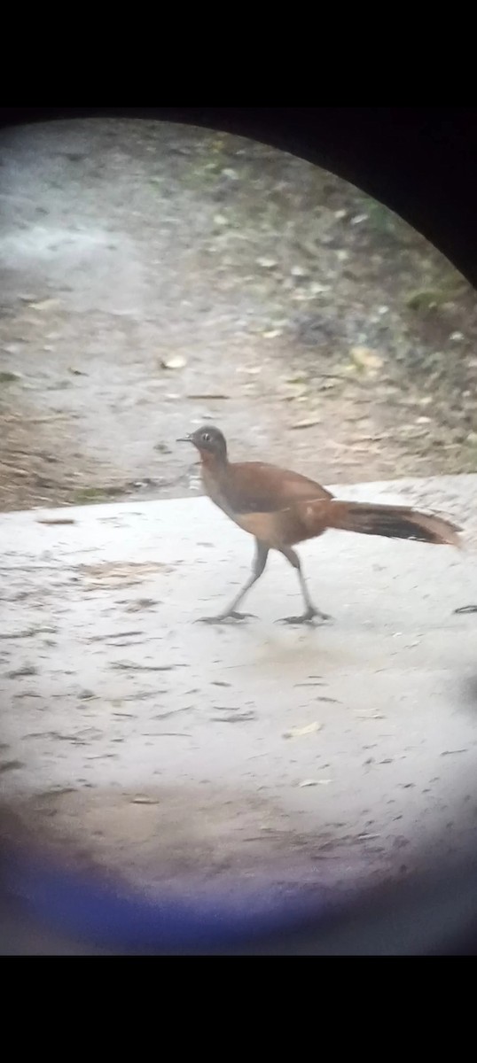 Albert's Lyrebird - ML643755098