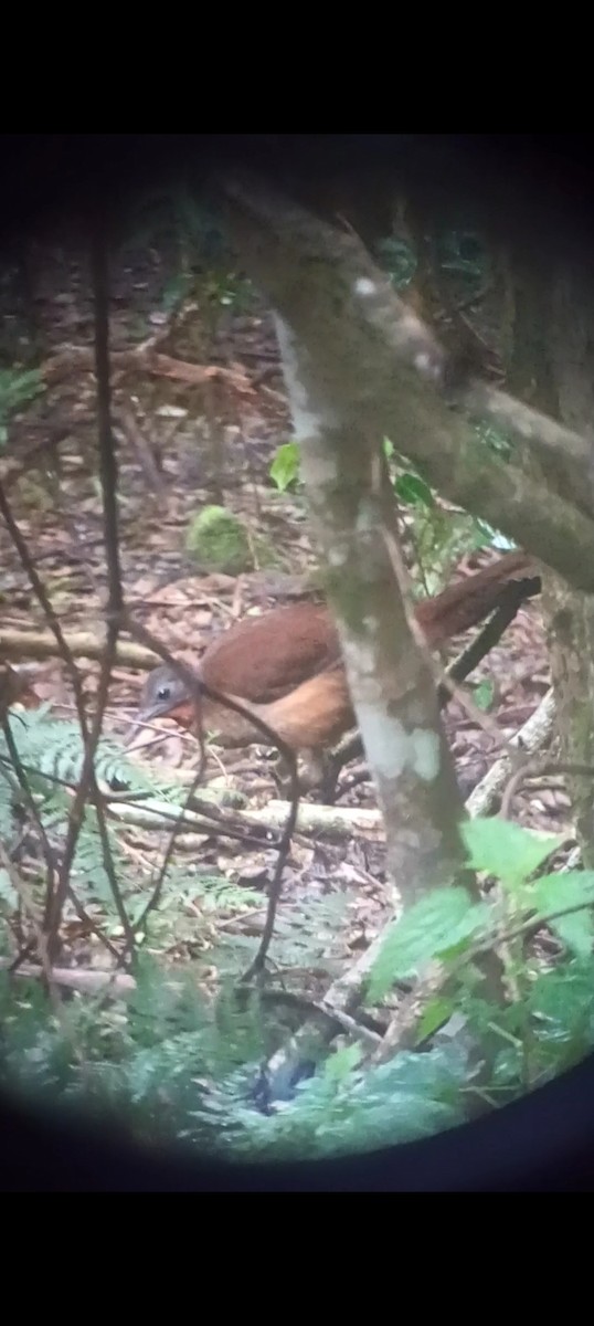 Albert's Lyrebird - ML643755099
