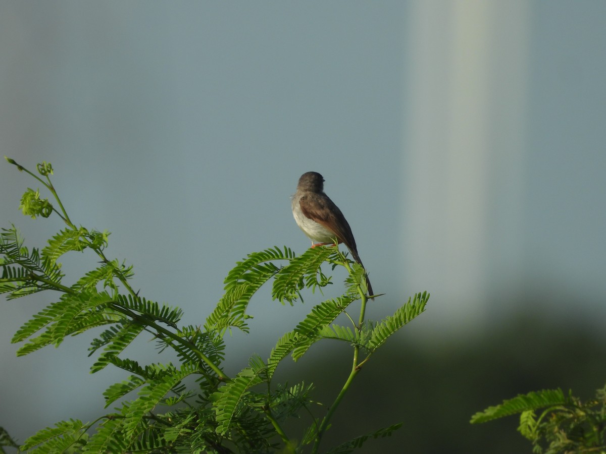 Gray-breasted Prinia - ML643755100