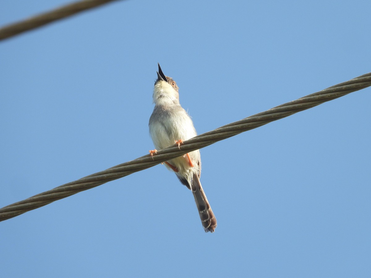 Gray-breasted Prinia - ML643755101