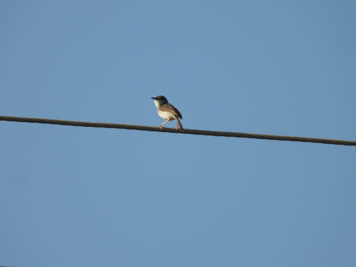 Gray-breasted Prinia - ML643755102