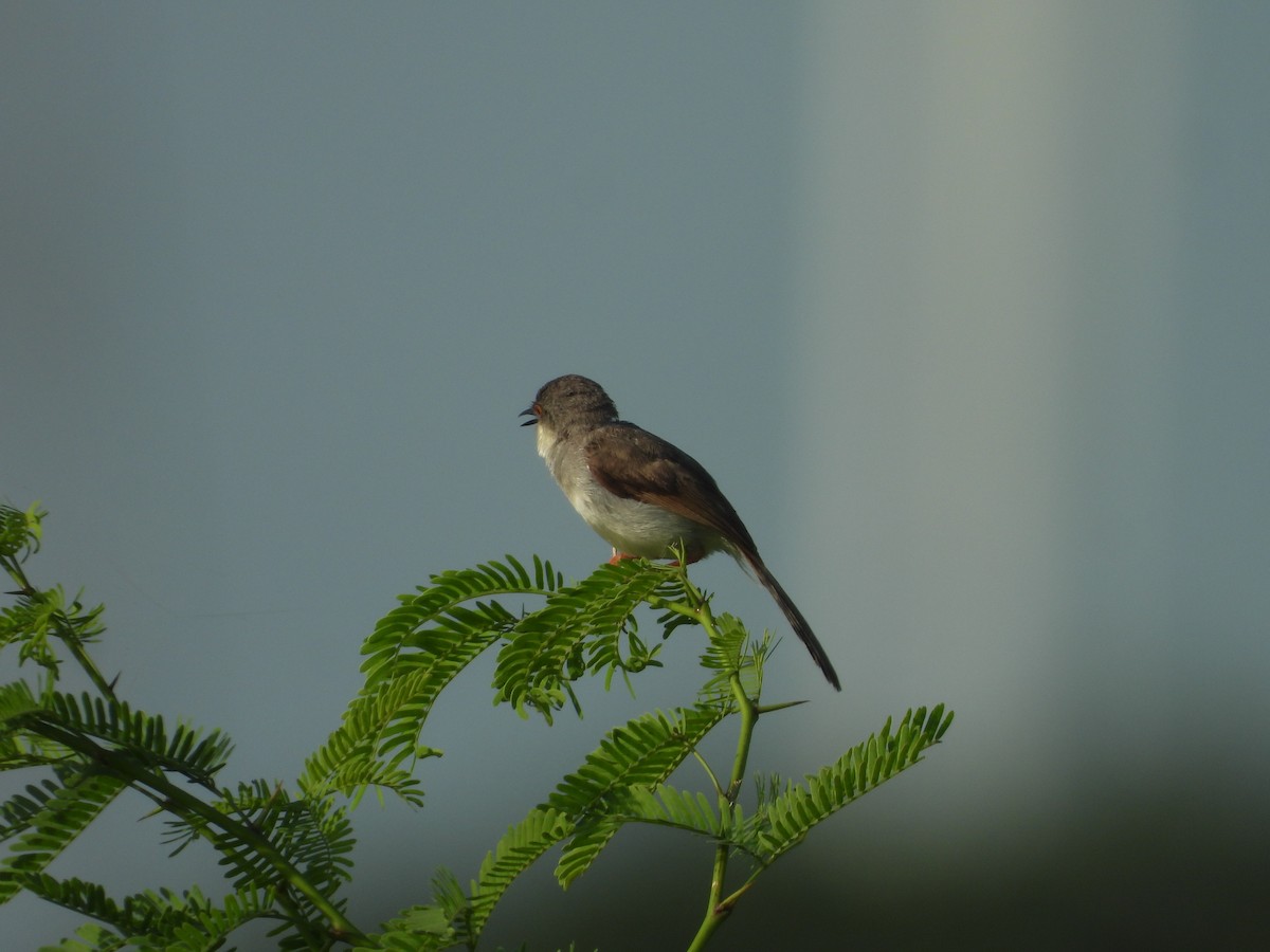 Gray-breasted Prinia - ML643755103