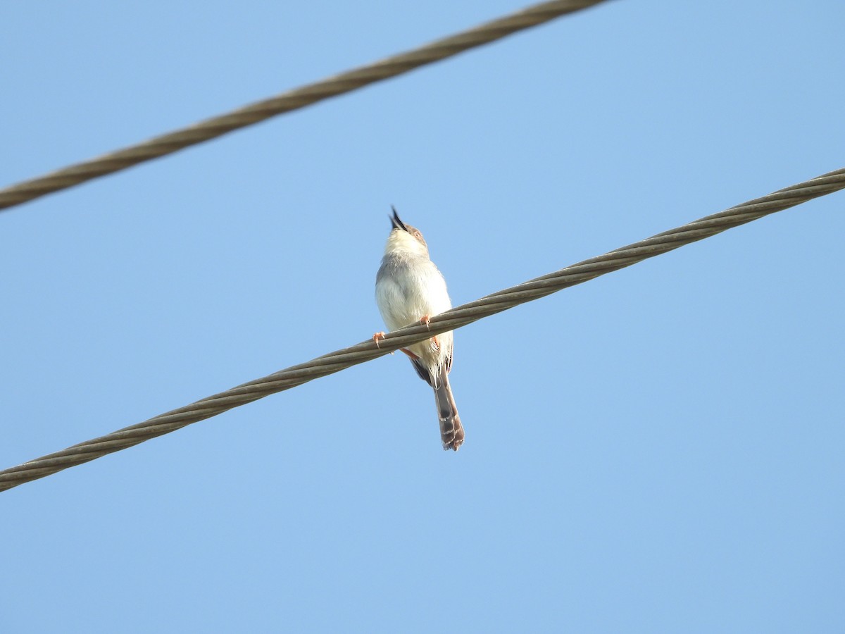 Gray-breasted Prinia - ML643755104