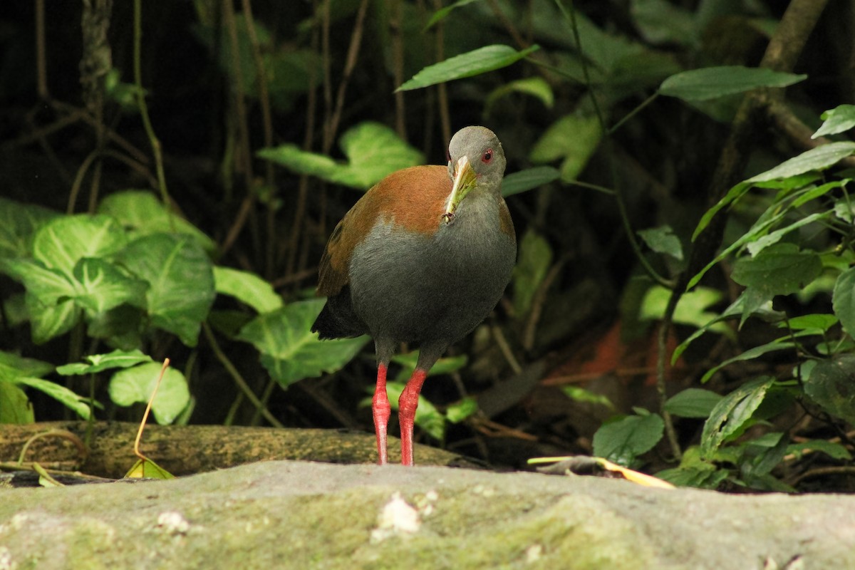 Slaty-breasted Wood-Rail - ML643755106
