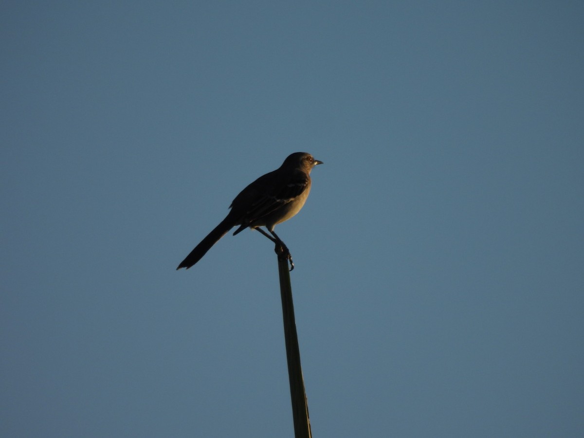 Northern Mockingbird - ML643755107