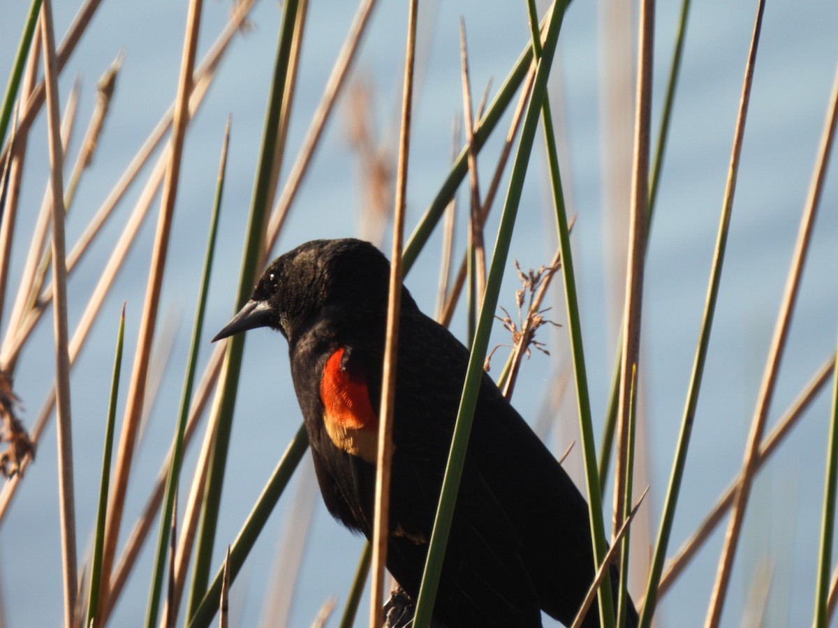 Red-winged Blackbird - ML643755109