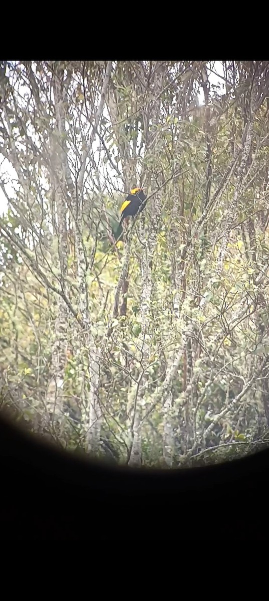 Regent Bowerbird - ML643755111