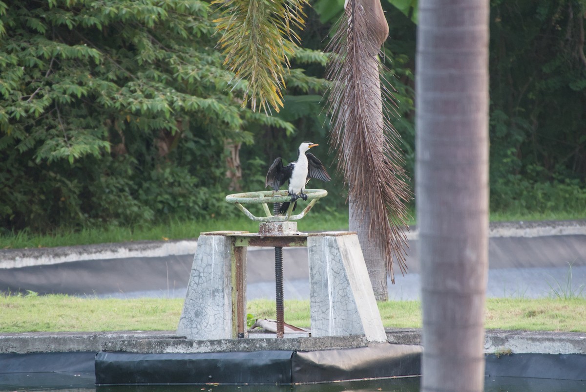 Little Pied Cormorant - ML643755112