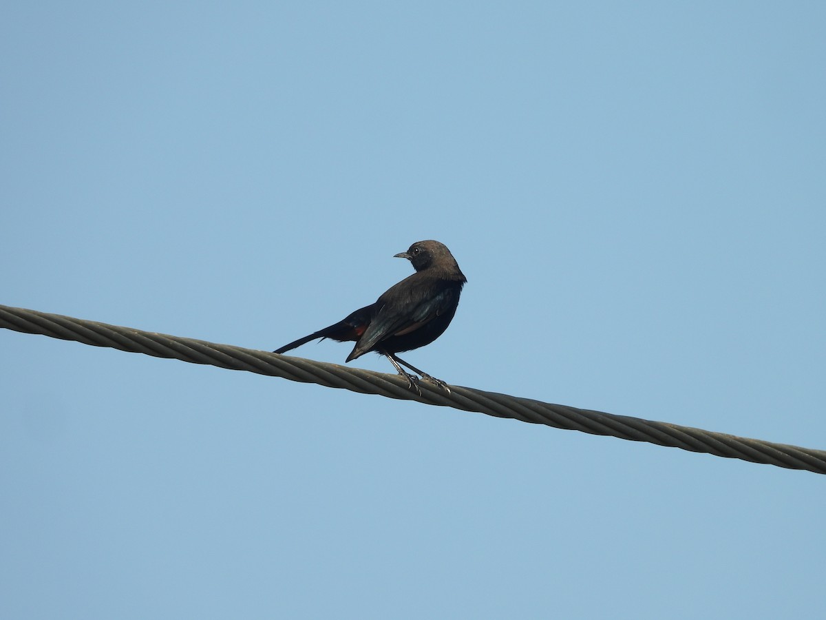 Indian Robin - ML643755113