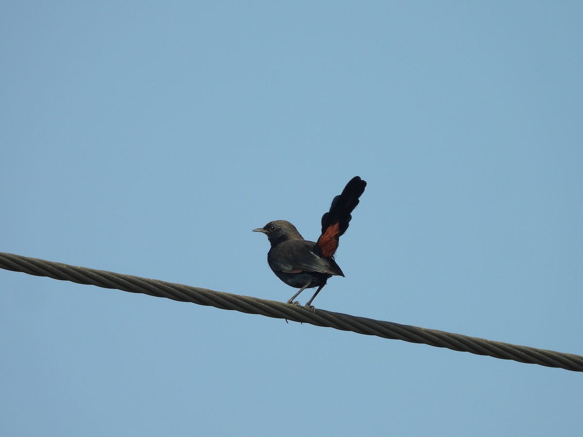 Indian Robin - ML643755114