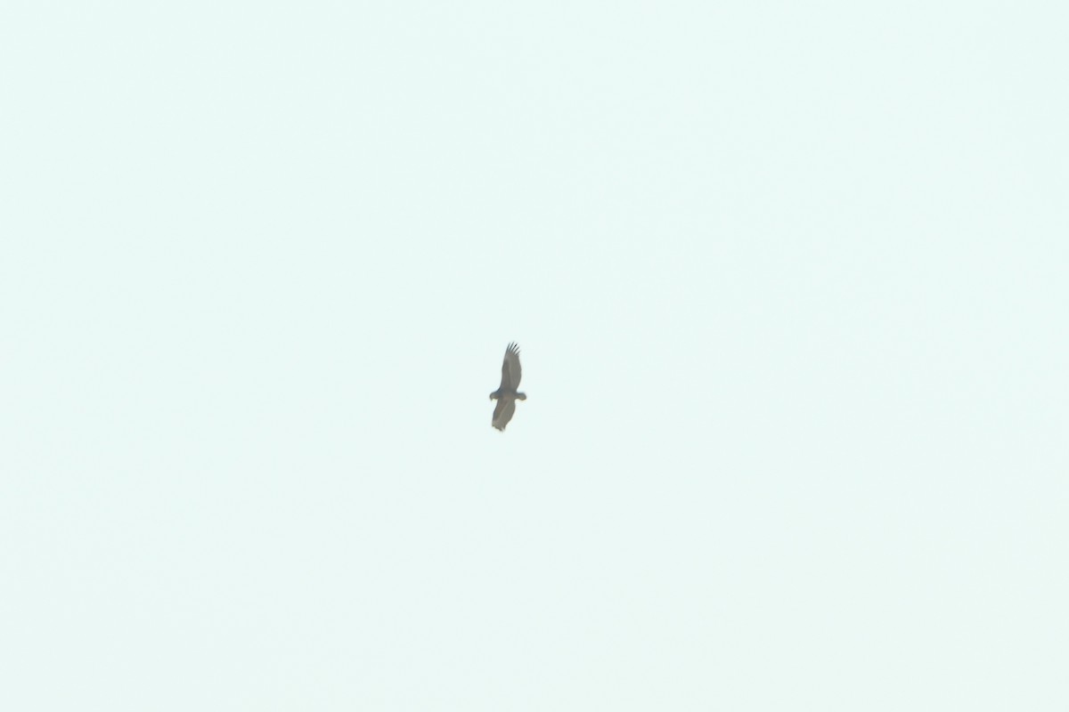 Bateleur - ML643755116