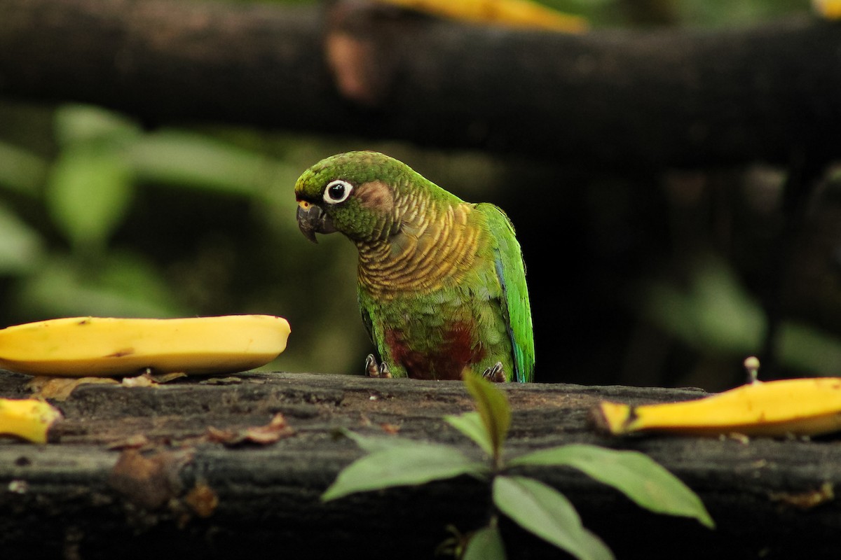 Maroon-bellied Parakeet - ML643755118