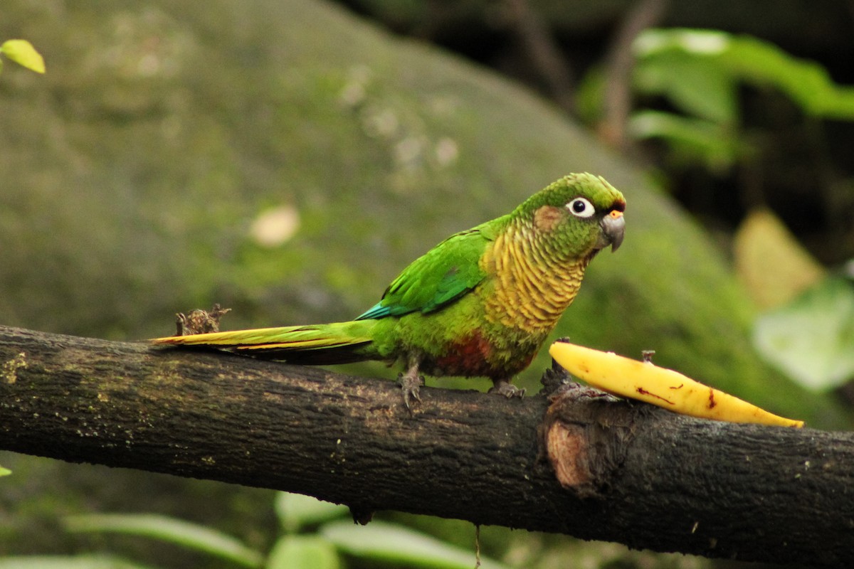 Maroon-bellied Parakeet - ML643755119