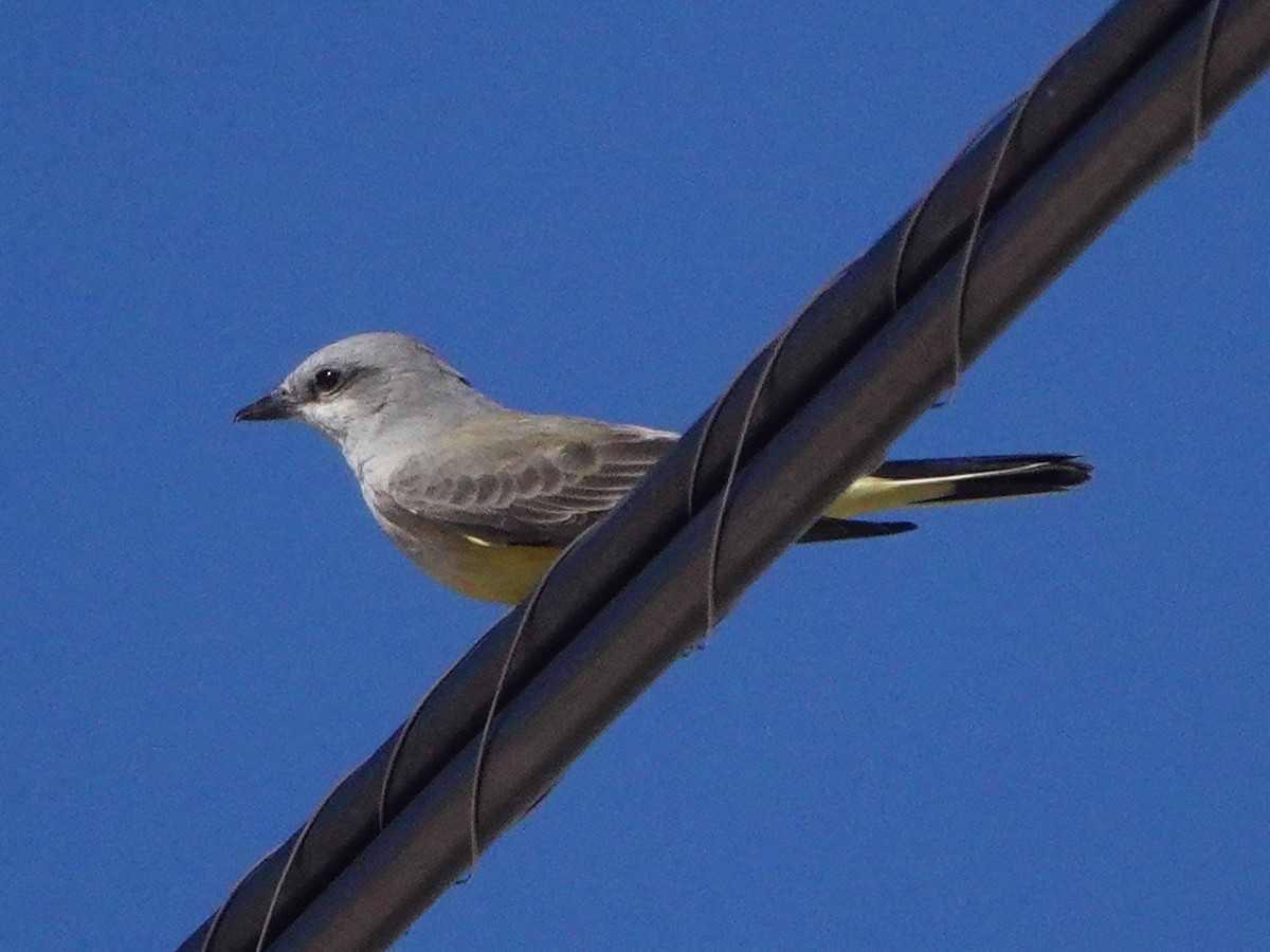 Western Kingbird - ML643755121