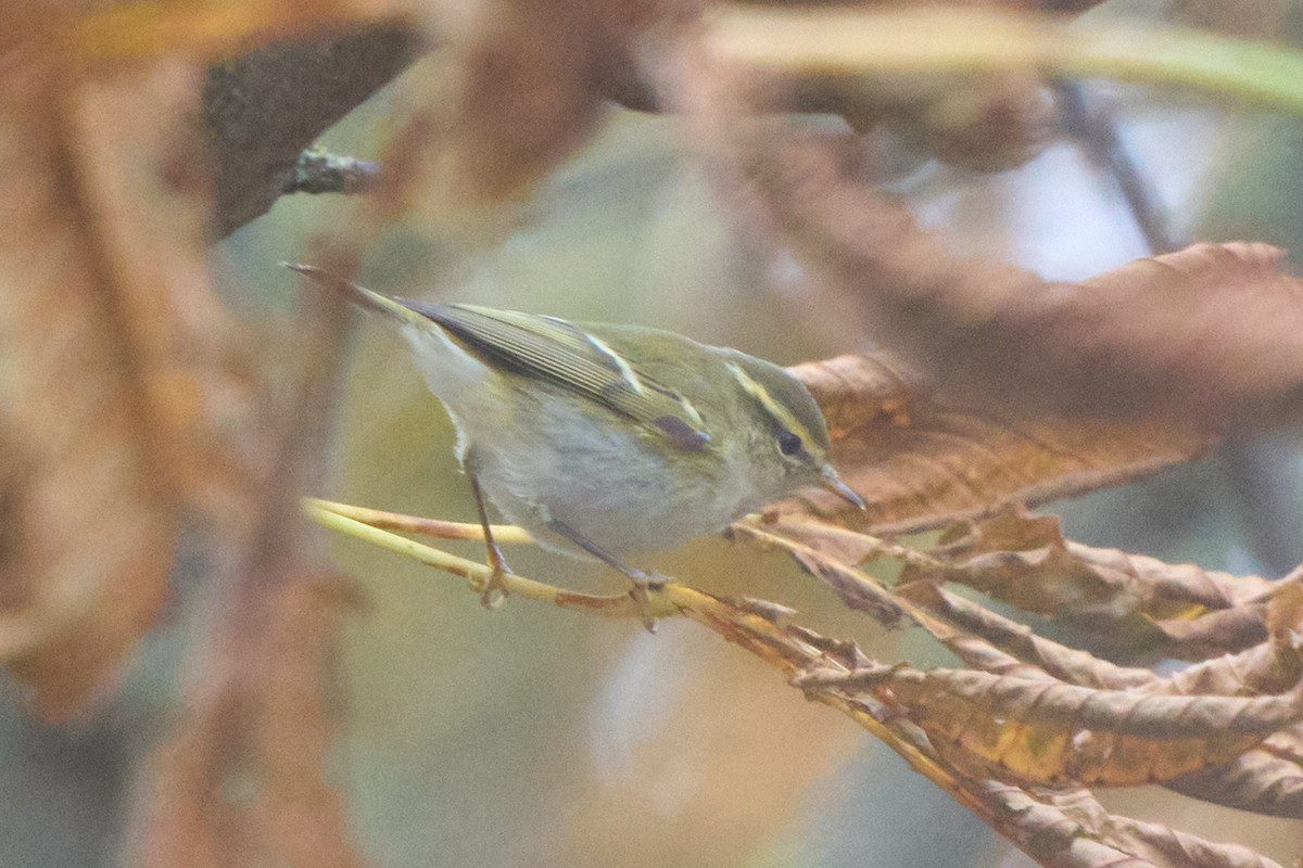 budníček pruhohlavý - ML643755122