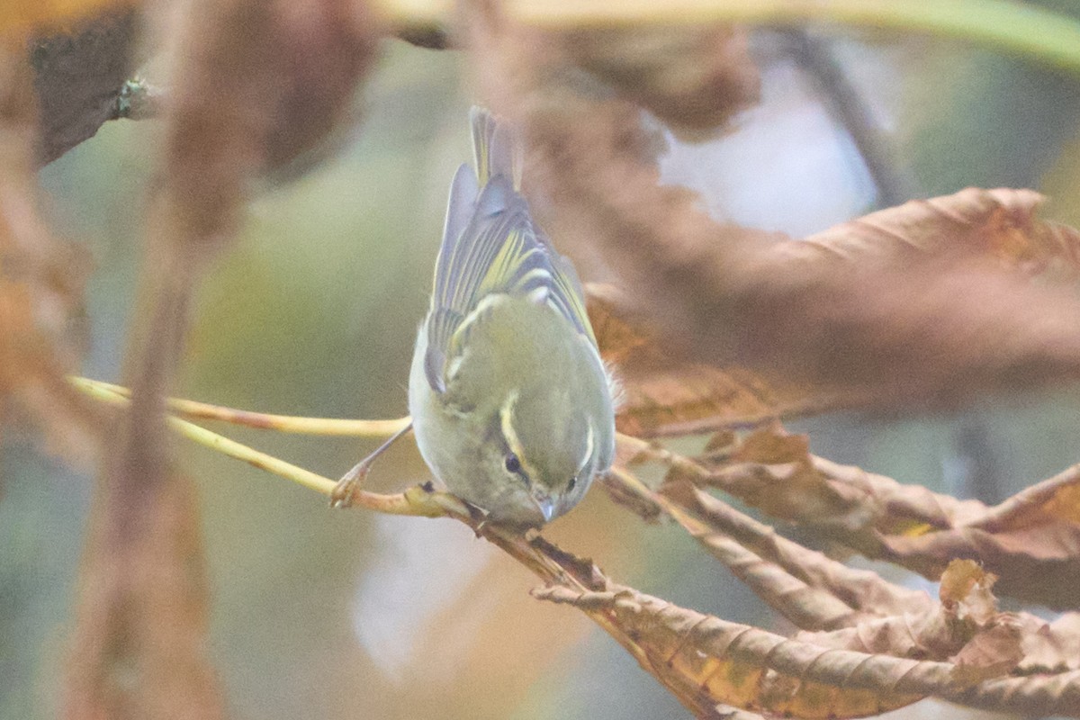 budníček pruhohlavý - ML643755123