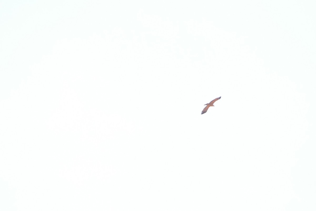 Tawny Eagle - ML643755127