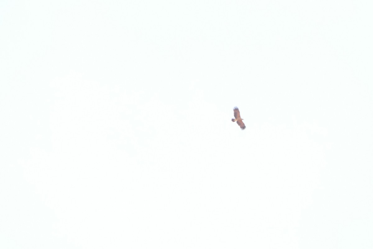 Tawny Eagle - ML643755128