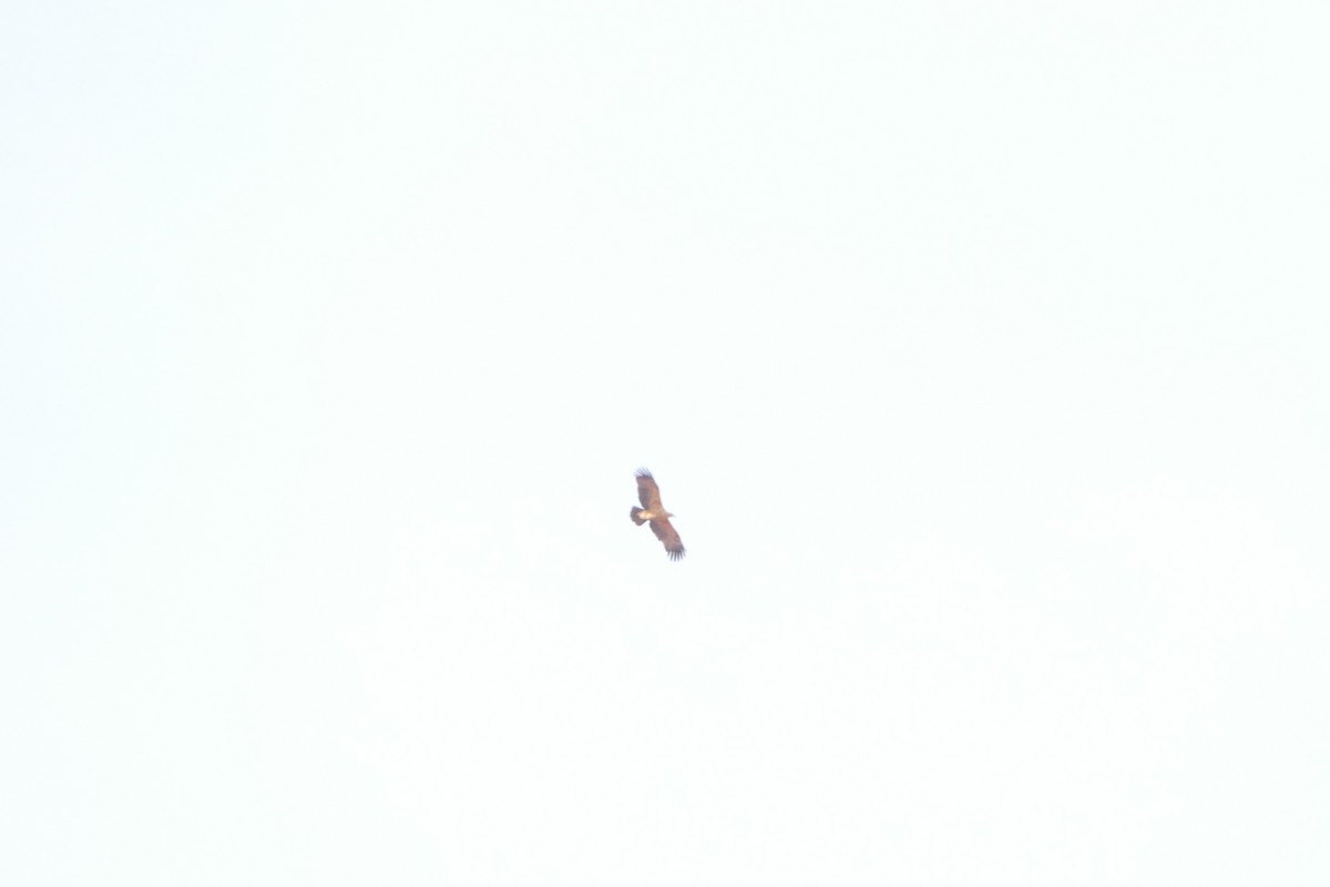 Tawny Eagle - ML643755129