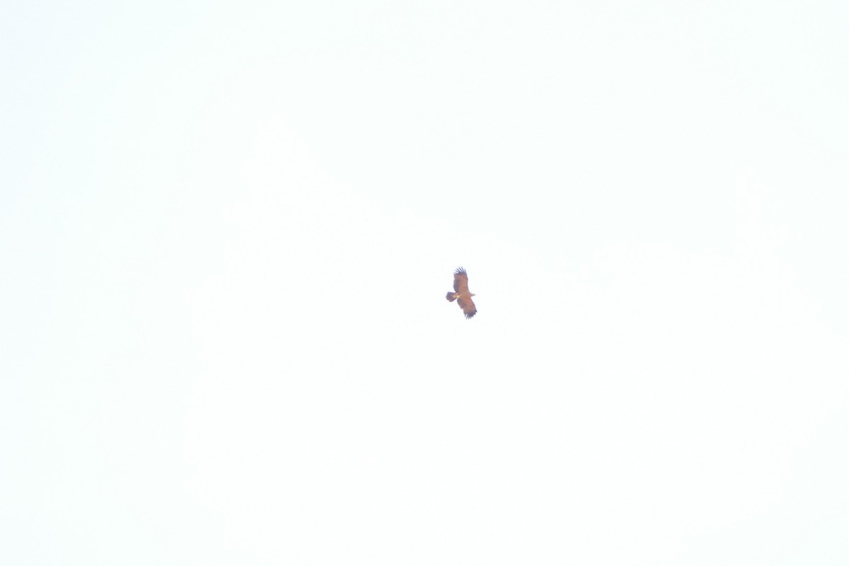 Tawny Eagle - ML643755130