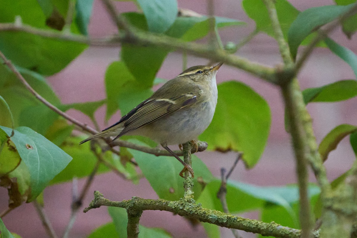 budníček pruhohlavý - ML643755131