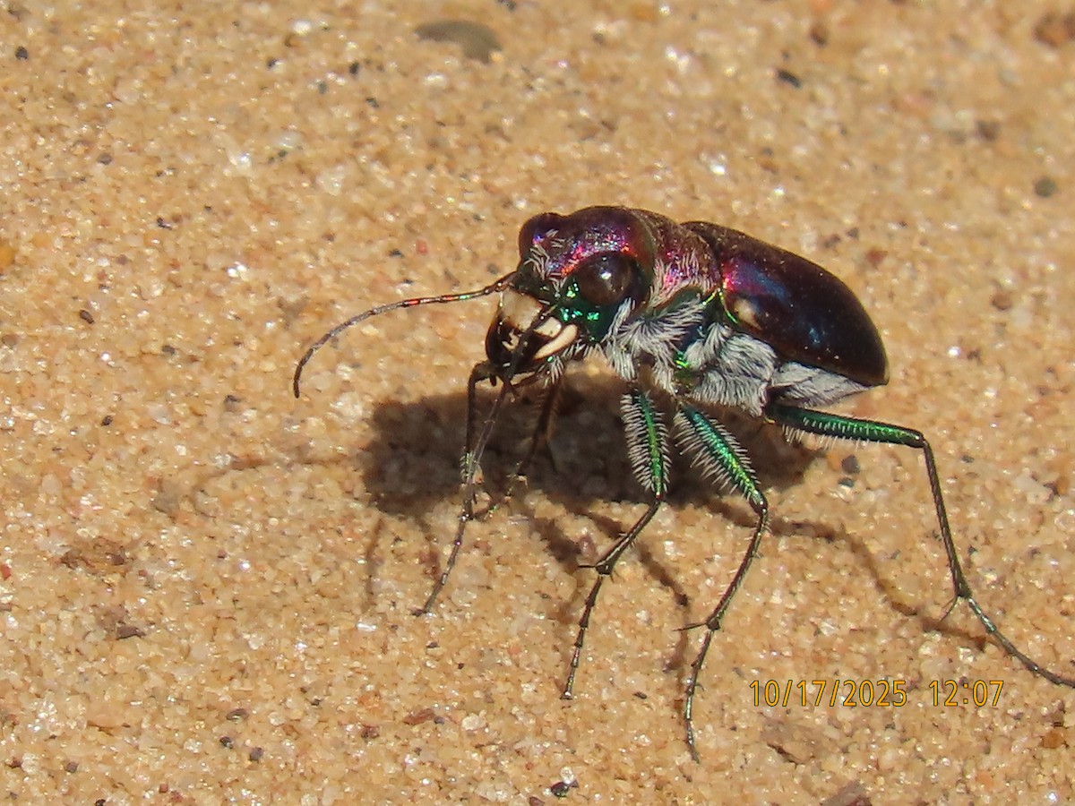 Insects - ML643755139