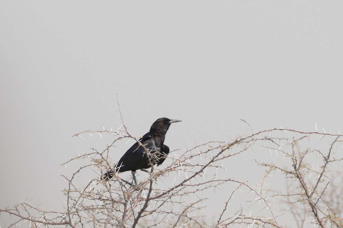 Cape Crow - ML643755153