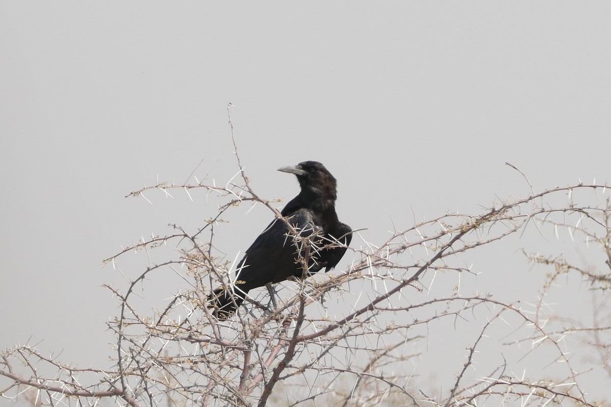 Cape Crow - ML643755154