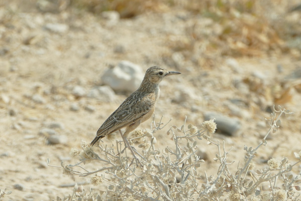 Spike-heeled Lark - ML643755157